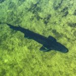 Buhl ID 29 A large dark fish swims in clear, greenish water over a rocky, algae-covered bottom.