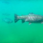 Buhl ID 26 Several fish swim underwater in a turquoise-green environment, with one large fish in the foreground and others in the background, partially blurred by the water.